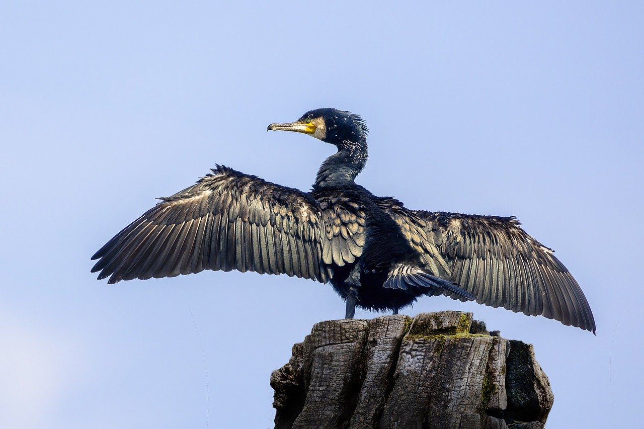 How to Conduct Research on Human-Animal Interactions